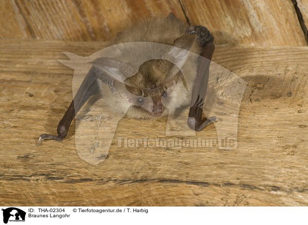 Braunes Langohr / common long-eared bat / THA-02304