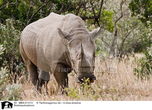 Breitmaulnashorn / square-lipped rhinoceros / MBS-01313