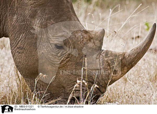 Breitmaulnashorn / square-lipped rhinoceros / MBS-01321