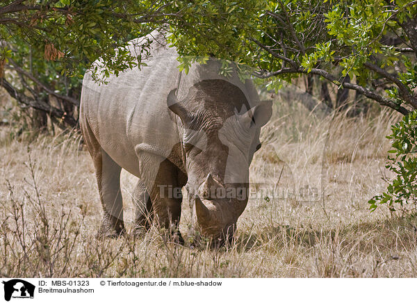 Breitmaulnashorn / square-lipped rhinoceros / MBS-01323