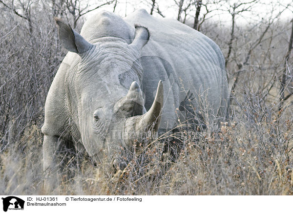 Breitmaulnashorn / Square-lipped rhinoceros / HJ-01361