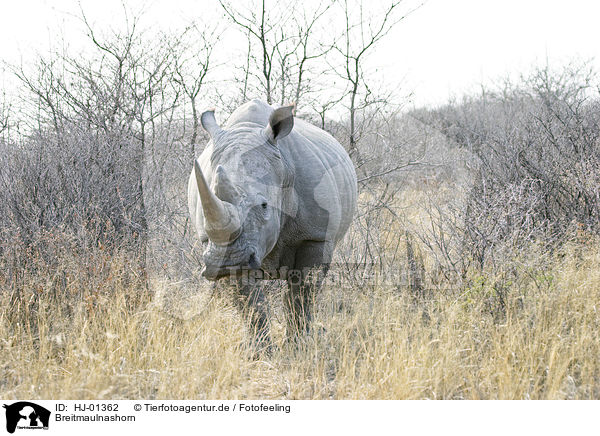 Breitmaulnashorn / Square-lipped rhinoceros / HJ-01362