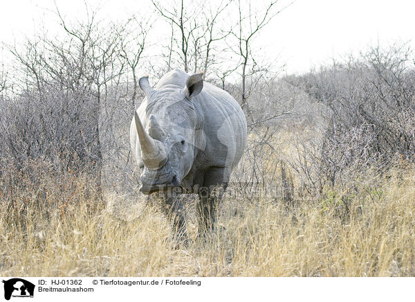 Breitmaulnashorn / HJ-01362