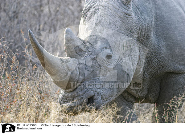 Breitmaulnashorn / HJ-01363