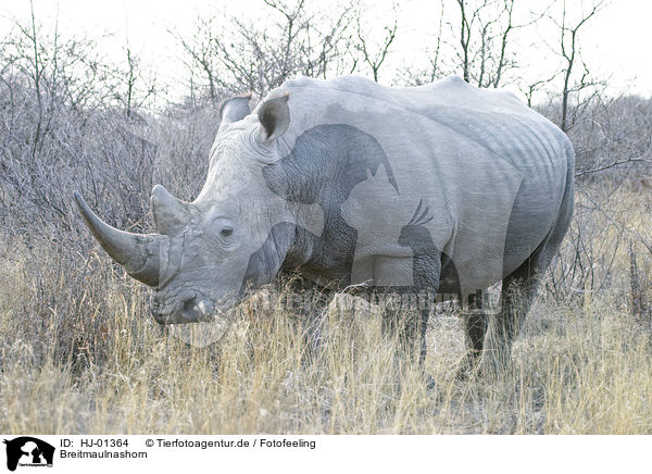 Breitmaulnashorn / Square-lipped rhinoceros / HJ-01364