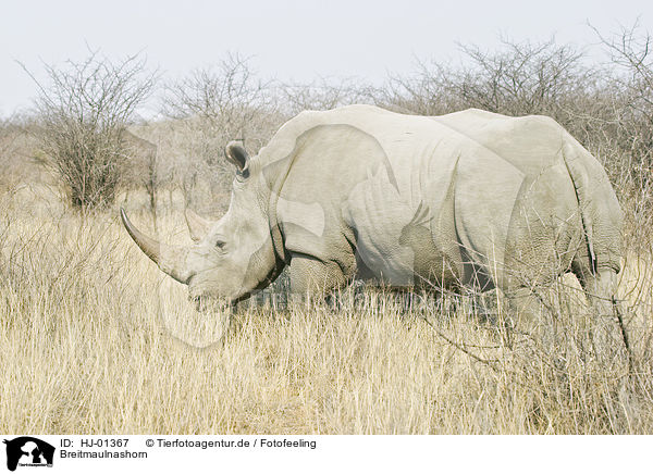 Breitmaulnashorn / Square-lipped rhinoceros / HJ-01367