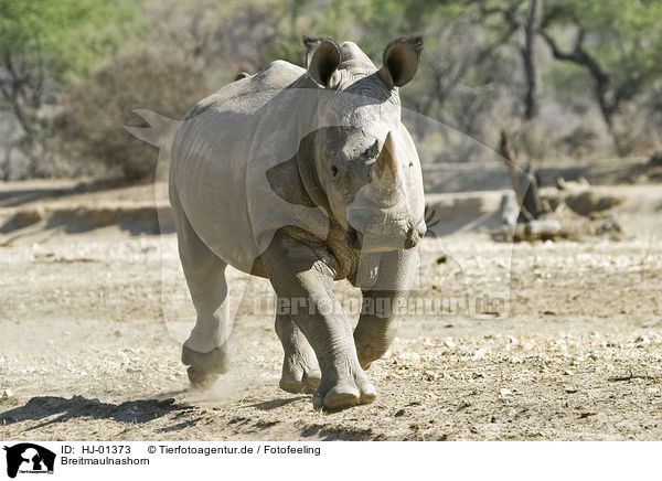 Breitmaulnashorn / Square-lipped rhinoceros / HJ-01373