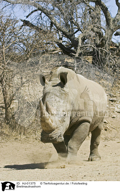 Breitmaulnashorn / Square-lipped rhinoceros / HJ-01375
