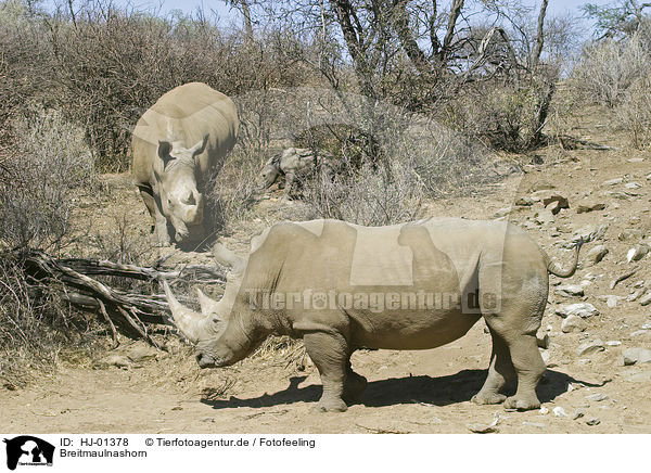 Breitmaulnashorn / HJ-01378