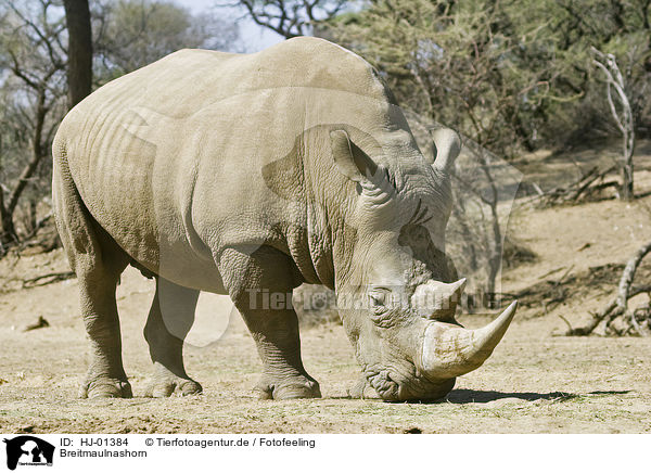 Breitmaulnashorn / Square-lipped rhinoceros / HJ-01384