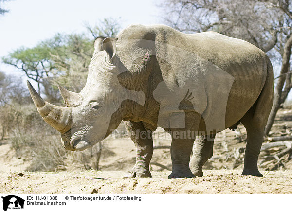 Breitmaulnashorn / Square-lipped rhinoceros / HJ-01388