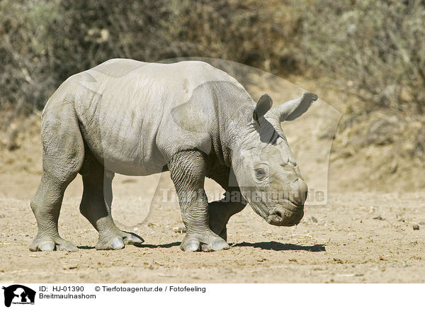 Breitmaulnashorn / Square-lipped rhinoceros / HJ-01390