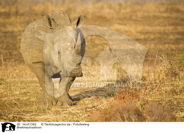 Breitmaulnashorn / Square-lipped rhinoceros / HJ-01392