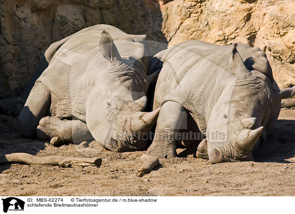schlafende Breitmaulnashrner / sleeping square-lipped rhinoceroses / MBS-02274