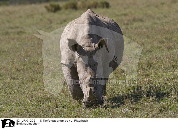 Breitmaulnashorn / white rhinoceros / JR-01295