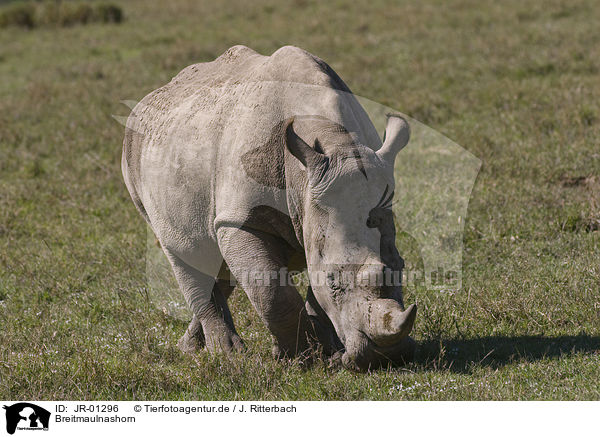 Breitmaulnashorn / white rhinoceros / JR-01296