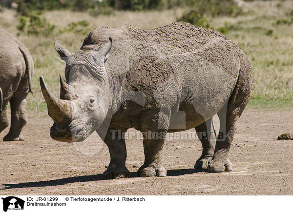 Breitmaulnashorn / white rhinoceros / JR-01299