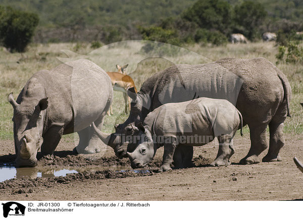 Breitmaulnashrner / white rhinoceroses / JR-01300