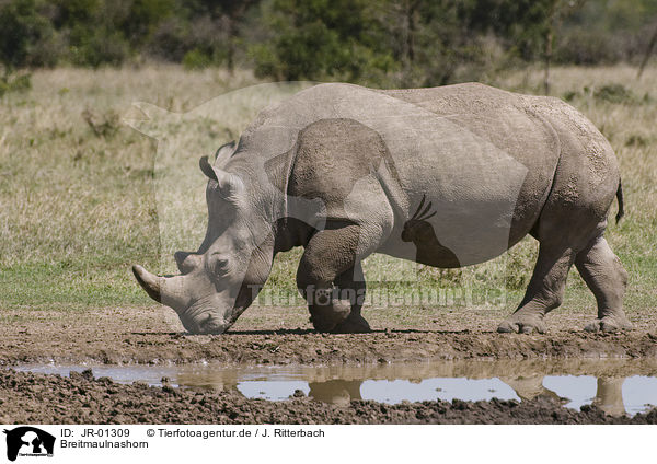 Breitmaulnashorn / white rhinoceros / JR-01309