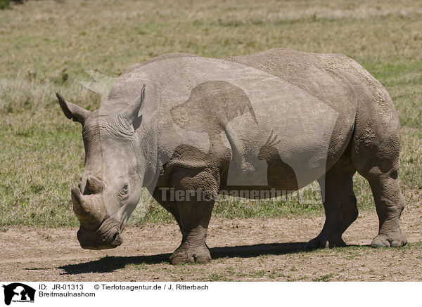 Breitmaulnashorn / white rhinoceros / JR-01313