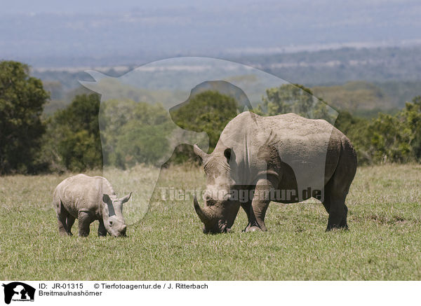 Breitmaulnashrner / white rhinoceroses / JR-01315