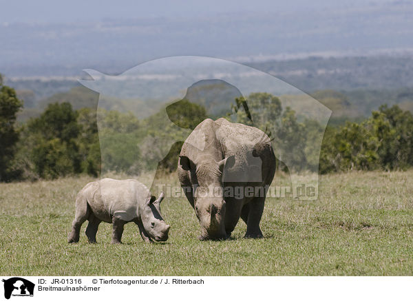 Breitmaulnashrner / white rhinoceroses / JR-01316