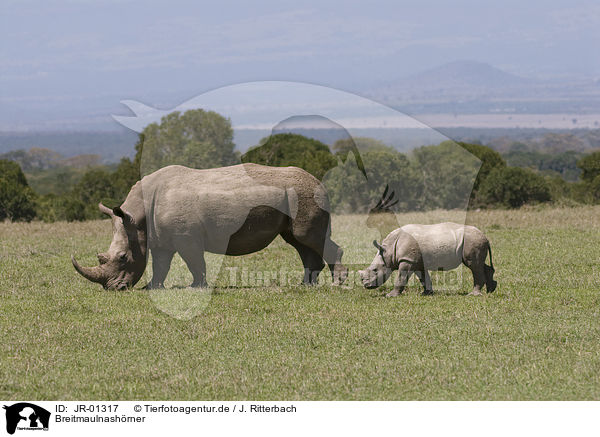 Breitmaulnashrner / white rhinoceroses / JR-01317