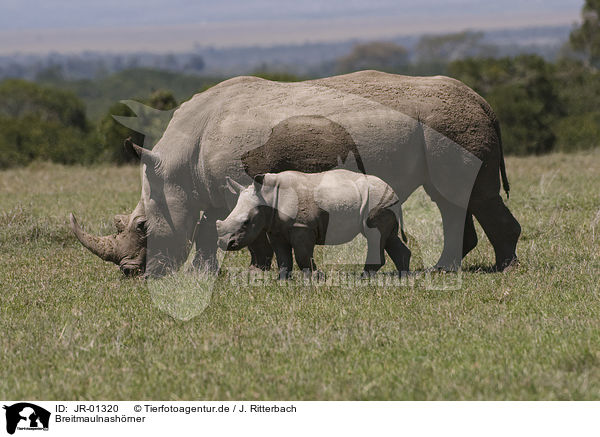 Breitmaulnashrner / white rhinoceroses / JR-01320