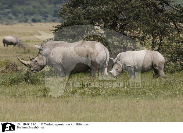 Breitmaulnashrner / white rhinoceroses / JR-01326