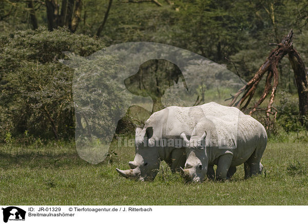 Breitmaulnashrner / white rhinoceroses / JR-01329