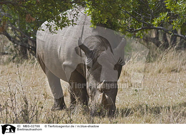 Breitmaulnashorn / white rhinoceros / MBS-02788