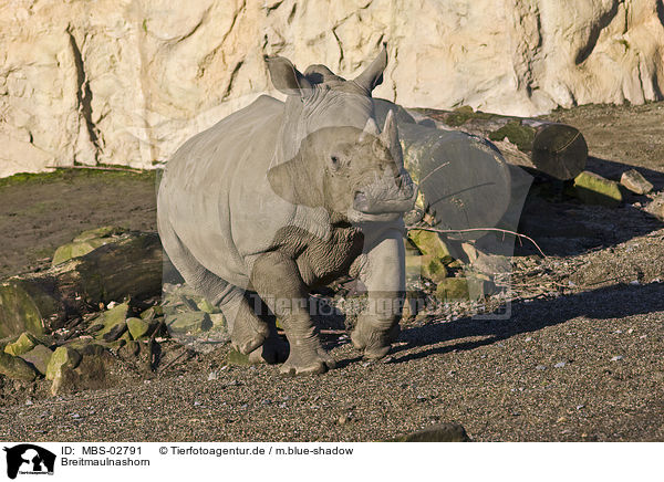 Breitmaulnashorn / white rhinoceros / MBS-02791