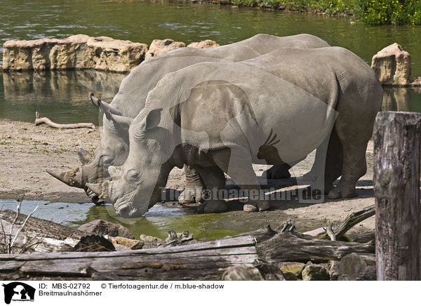 Breitmaulnashrner / white rhinoceroses / MBS-02792
