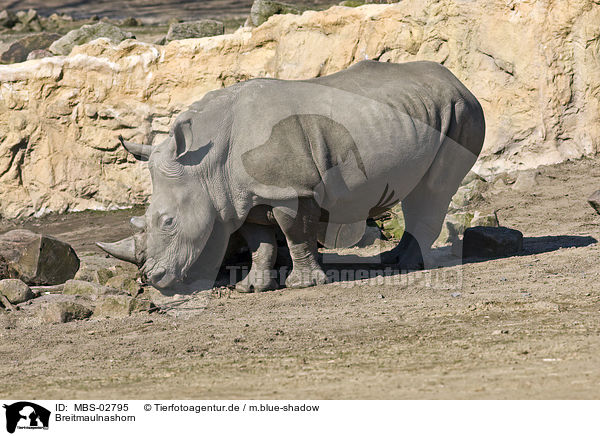 Breitmaulnashorn / white rhinoceros / MBS-02795