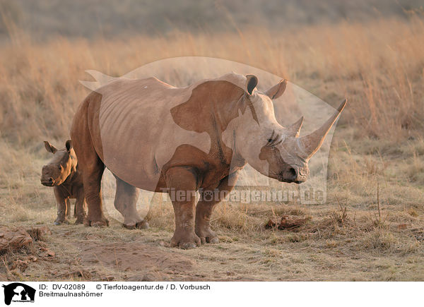 Breitmaulnashrner / white rhinos / DV-02089