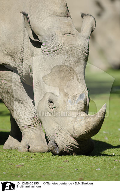Breitmaulnashorn / square-lipped rhino / DMS-06355