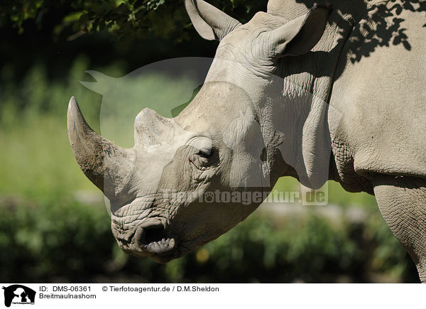 Breitmaulnashorn / square-lipped rhino / DMS-06361