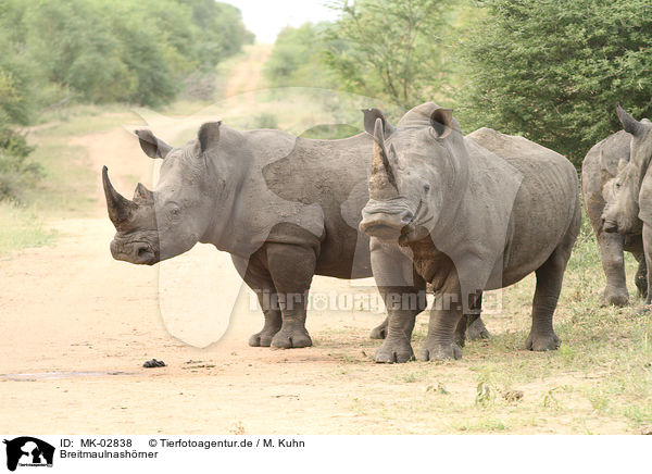 Breitmaulnashrner / white rhinoceroses / MK-02838