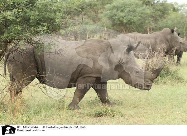 Breitmaulnashrner / white rhinoceroses / MK-02844