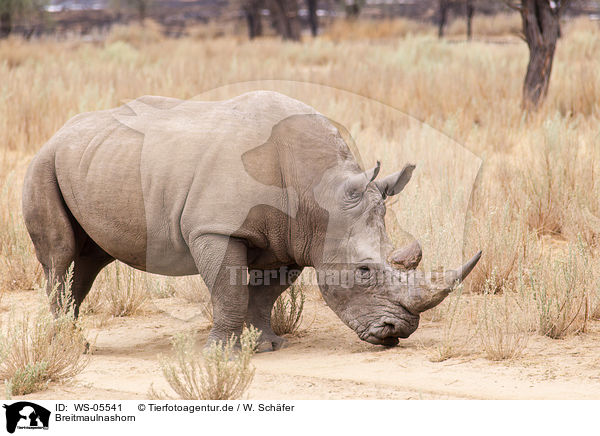 Breitmaulnashorn / square-lipped rhino / WS-05541