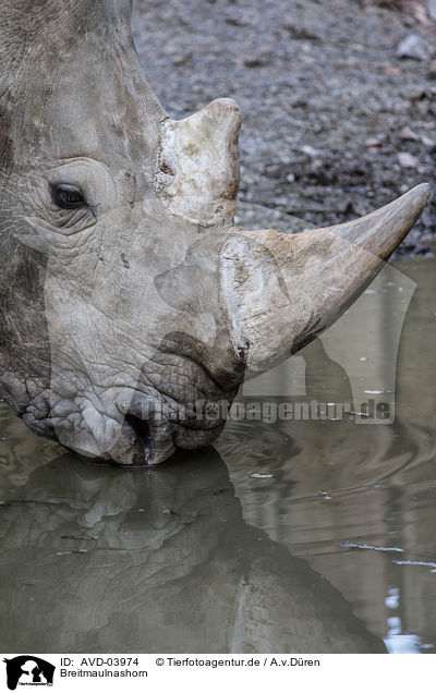 Breitmaulnashorn / white rhino / AVD-03974