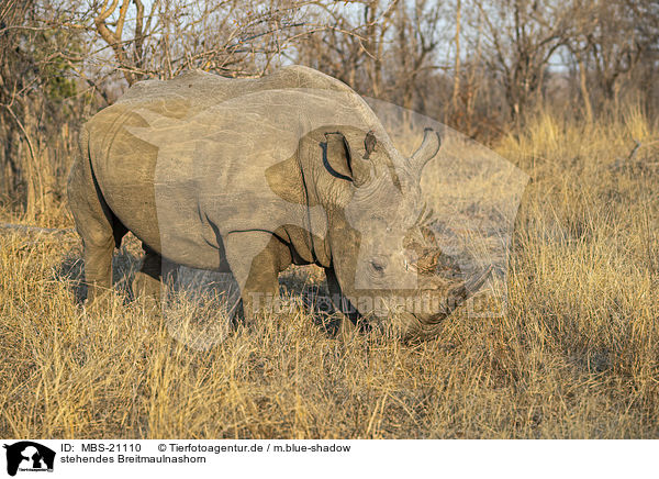 stehendes Breitmaulnashorn / MBS-21110