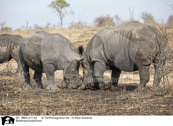 Breitmaulnashrner / White Rhinoceros / MBS-21142