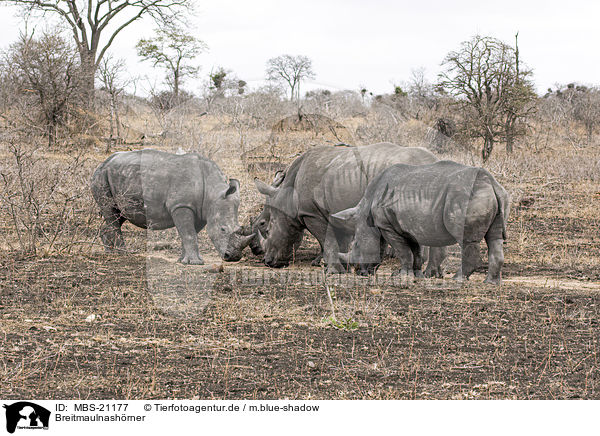 Breitmaulnashrner / White Rhinoceros / MBS-21177