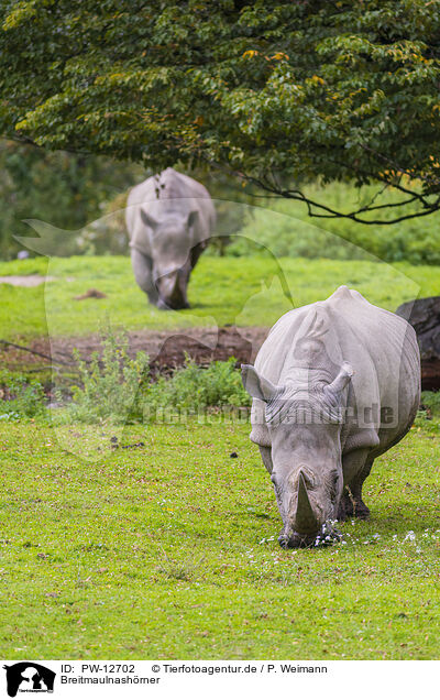 Breitmaulnashrner / square-lipped rhinos / PW-12702