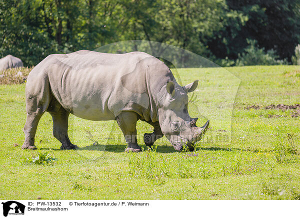 Breitmaulnashorn / white rhino / PW-13532