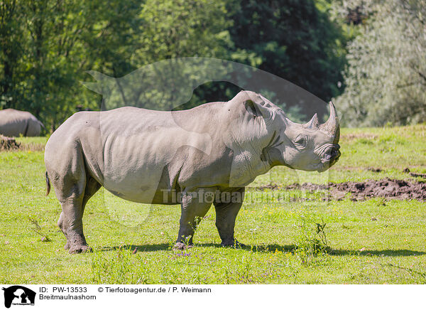 Breitmaulnashorn / white rhino / PW-13533