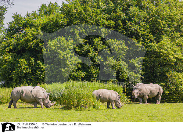 Breitmaulnashrner / white rhinos / PW-13540