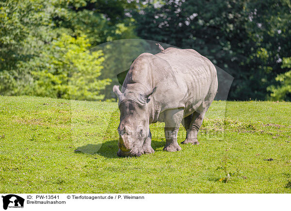 Breitmaulnashorn / white rhino / PW-13541