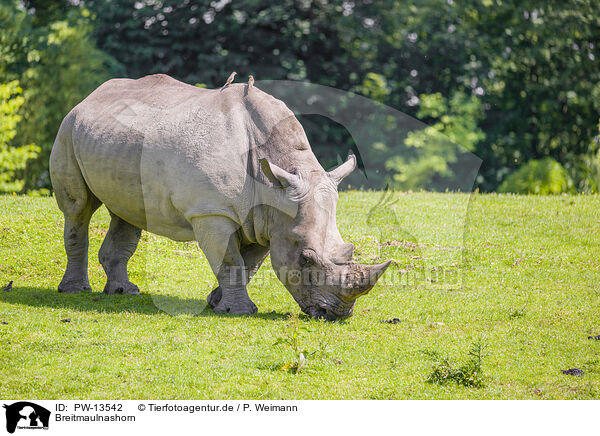 Breitmaulnashorn / white rhino / PW-13542